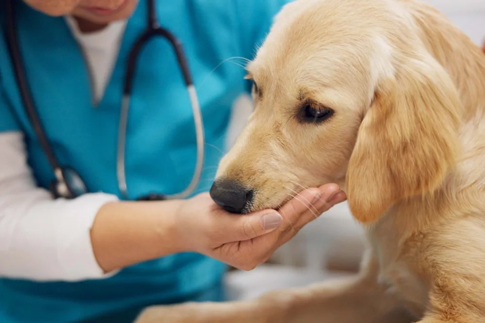 ¿Qué tipos de seguros existen?